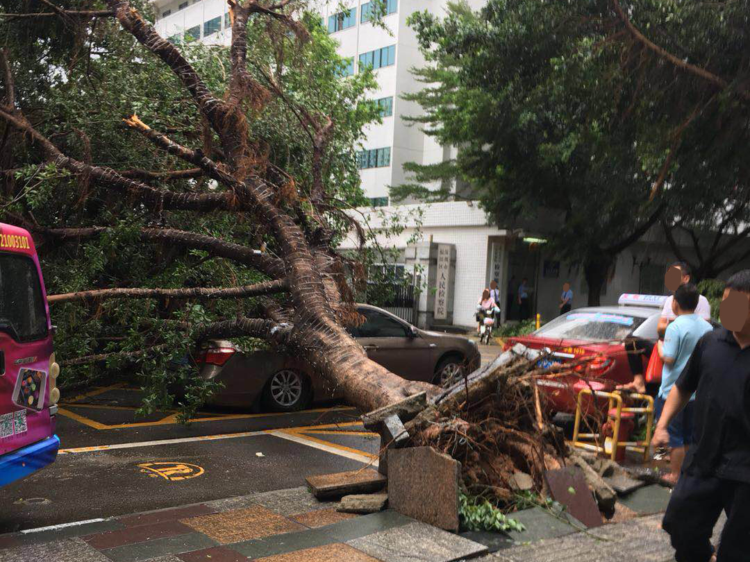 台风过后爱车被砸如何索偿？知明律师告诉您