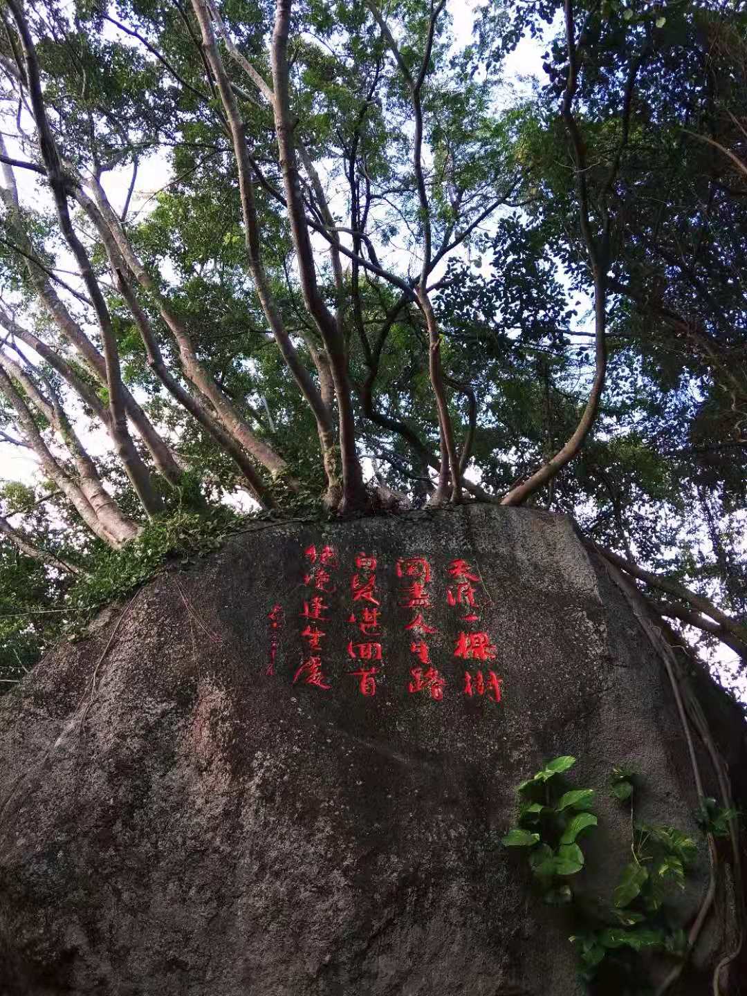 【海南游记优秀作文展示】海南五天四夜游记——李莹