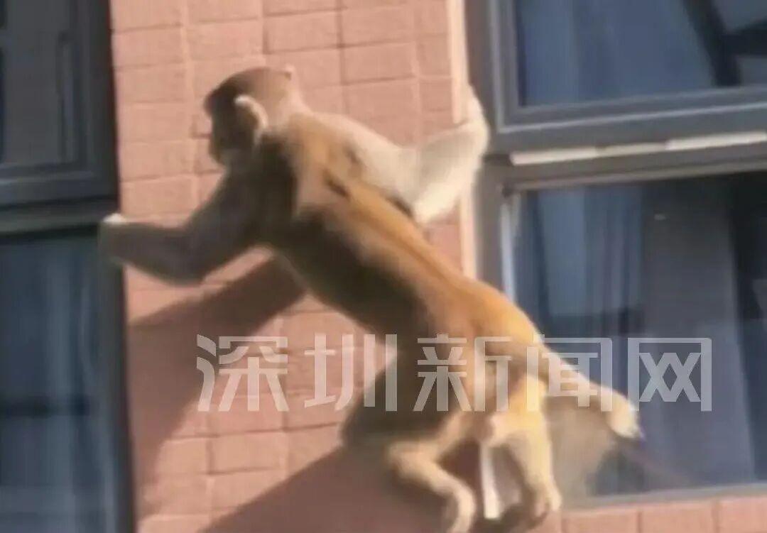 深圳小区野猴出没伤人谁担责？律师解读《民法典》饲养动物损害责任与维权路径